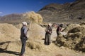 Tibetan farmers Harvesting - Tibet