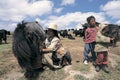 Tibetan herdsman