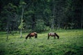 Tibetan horses