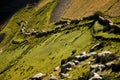 Tibetan Landscape Royalty Free Stock Photo