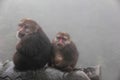 Tibetan Macaques in Mount Emei