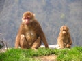 Tibetan macaques (Macaca thibetana) in Emei Mountains, Sichuan Royalty Free Stock Photo