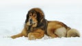 Tibetan mastiff Royalty Free Stock Photo