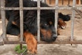 Tibetan Mastiff Royalty Free Stock Photo