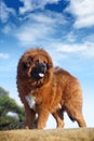 Tibetan Mastiff