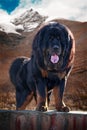 Tibetan Mastiff