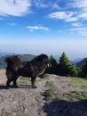 Tibetan Mastiff black dog in the Himalayas Royalty Free Stock Photo