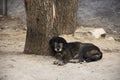 Tibetan Mastiff or Canis lupus familiaris dog sleeping relax on floor in Leh Ladakh village in Jammu and Kashmir, India