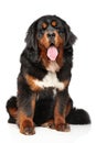 Tibetan Mastiff dog in front of white background Royalty Free Stock Photo