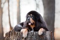 Tibetan mastiff dog in the park Royalty Free Stock Photo