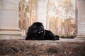 Tibetan mastiff dog in the park Royalty Free Stock Photo