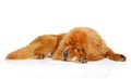 Tibetan Mastiff dog resting on white background Royalty Free Stock Photo