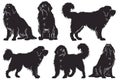 Tibetan Mastiff dog silhouette set, ancient breed, white background, illustration, Generative AI Royalty Free Stock Photo