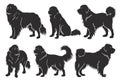 Tibetan Mastiff dog silhouette set, ancient breed, white background, illustration, Generative AI Royalty Free Stock Photo