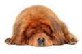 Tibetan Mastiff dog sleeping on white background Royalty Free Stock Photo