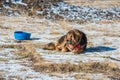 Tibetan mastiff is guarding the entry to nomads camp Royalty Free Stock Photo