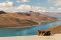 A tibetan mastiff and a holy Yamdrok lake Royalty Free Stock Photo