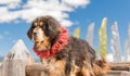 Tibetan mastiff