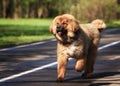 Tibetan Mastiff puppy Royalty Free Stock Photo