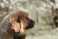 Tibetan Mastiff puppy