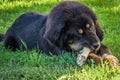 The Tibetan Mastiff puppy. Royalty Free Stock Photo