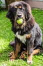 The Tibetan Mastiff puppy. Royalty Free Stock Photo