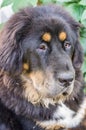 The Tibetan Mastiff puppy.