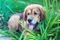 Tibetan mastiff puppy outdoors Royalty Free Stock Photo