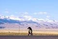 Tibetan mastiff Royalty Free Stock Photo