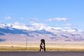 Tibetan mastiff Royalty Free Stock Photo