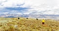 Tibetan momads and Yaks by Tagong grassland in China