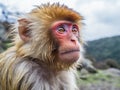 Tibetan monkey Royalty Free Stock Photo