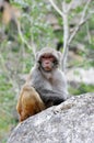 Tibetan monkey single Royalty Free Stock Photo