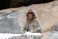 Tibetan monkey single Royalty Free Stock Photo