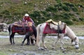Tibetan nomad
