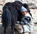 Tibetan nomad milking yak cow by hands in Ladakh, India