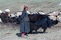 Tibetan nomad milking yak cow by hands in Ladakh, India