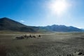 Tibetan nomads travelling with hourses and yaks. Ladakh highland