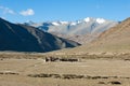 Tibetan nomads travelling with hourses and yaks. Ladakh highland