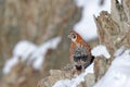 Tibetan Partridge, Perdix hodgsoniae, bird sitting in the snow and rock in the winter mountain. Partridge in the stone habitat,