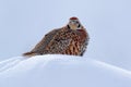 Tibetan Partridge, Perdix hodgsoniae, bird sitting in the snow and rock in the winter mountain. Partridge in the stone habitat,