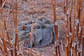 Tibetan Partridge, Perdix hodgsoniae, flock of birds sitting in the snow in the winter mountain. Partridge in the stone habitat,