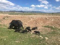 Tibetan pigs and samll piglets Royalty Free Stock Photo