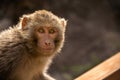 Tibetan Rhesus Monkey Royalty Free Stock Photo