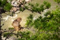 Tibetan Rhesus Monkey Royalty Free Stock Photo