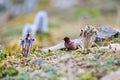 Tibetan rosefinch, carpodacus roborowskii