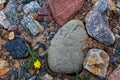 Tibetan scriptures Royalty Free Stock Photo