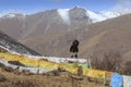Tibetan shepherd in SiChuan using a slingshot to gather its yaks