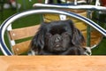 The Tibetan Spaniel