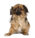 Tibetan spaniel, 4 years old, in front of white